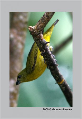 Photo (10): Purple-throated Euphonia