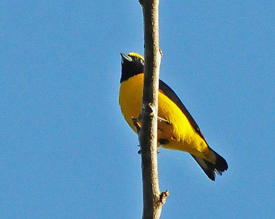 Photo (11): Purple-throated Euphonia
