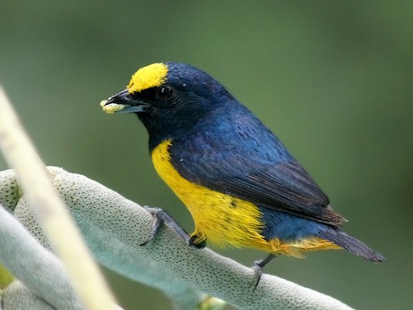 Photo (1): Fulvous-vented Euphonia