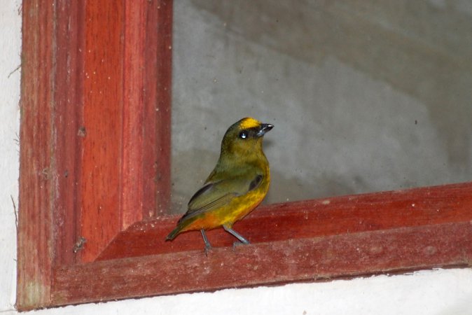 Photo (9): Olive-backed Euphonia
