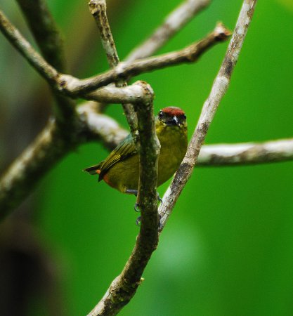 Photo (7): Olive-backed Euphonia