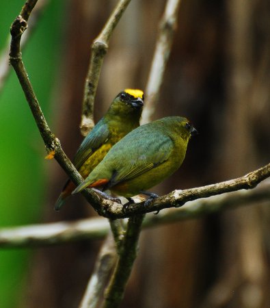 Photo (3): Olive-backed Euphonia