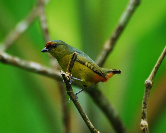 Photo (2): Olive-backed Euphonia