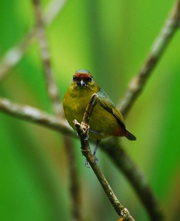 Photo (5): Olive-backed Euphonia