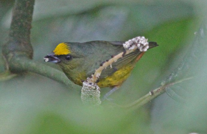 Photo (8): Olive-backed Euphonia