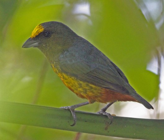 Photo (6): Olive-backed Euphonia