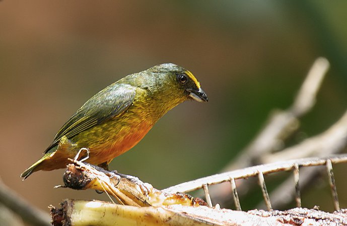 Photo (1): Olive-backed Euphonia