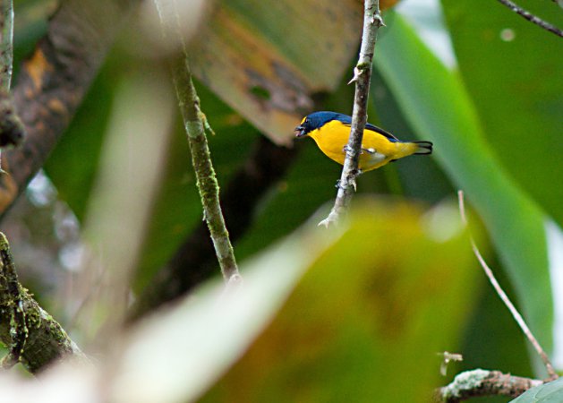 Photo (1): Yellow-throated Euphonia