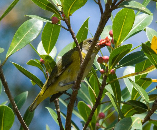 Photo (7): Yellow-throated Euphonia