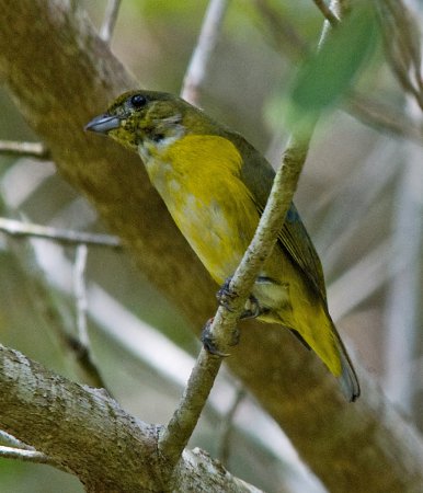 Photo (5): Yellow-throated Euphonia