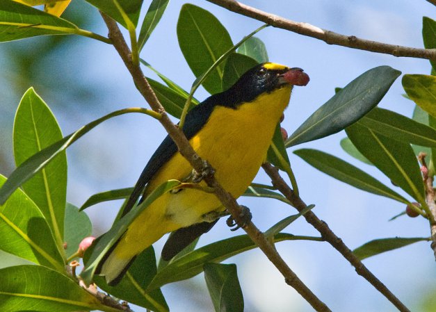Photo (10): Yellow-throated Euphonia
