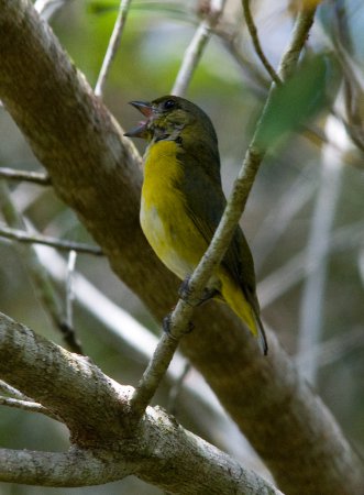 Photo (13): Yellow-throated Euphonia