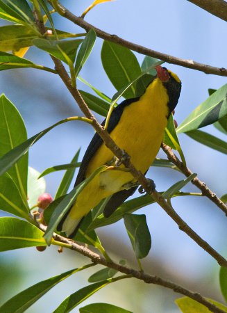 Photo (3): Yellow-throated Euphonia