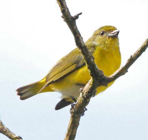 Photo (14): Yellow-throated Euphonia