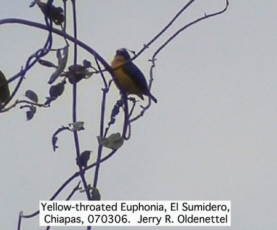 Photo (6): Yellow-throated Euphonia