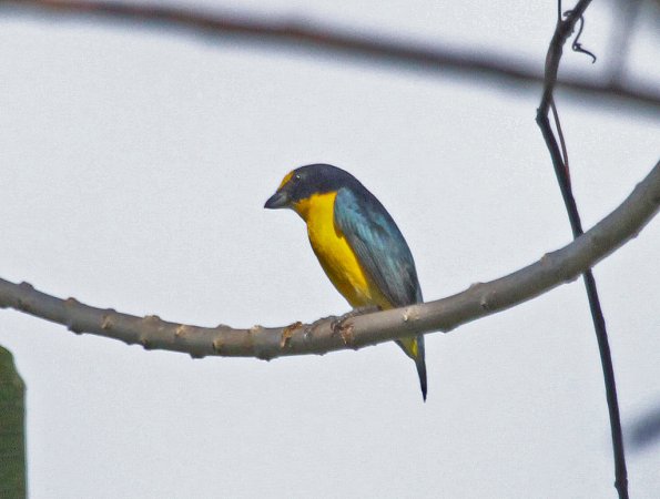 Photo (2): Yellow-throated Euphonia