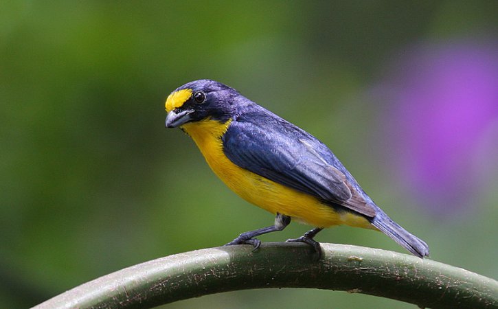 Photo (12): Yellow-throated Euphonia