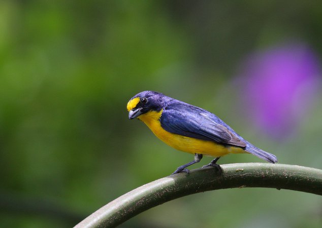 Photo (4): Yellow-throated Euphonia