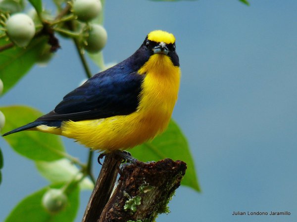 Photo (1): Thick-billed Euphonia
