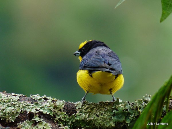 Photo (16): Thick-billed Euphonia