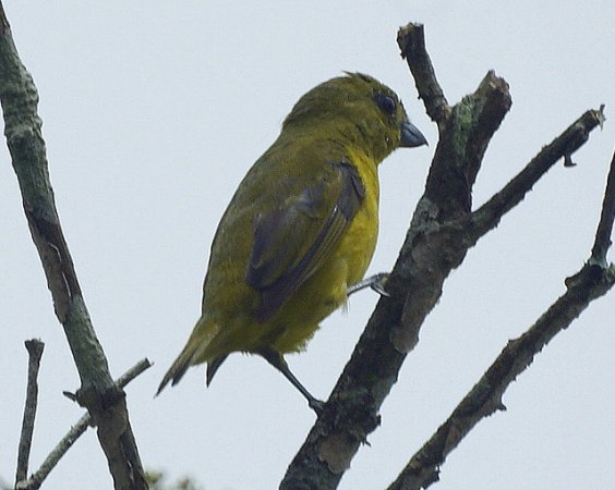 Photo (14): Thick-billed Euphonia