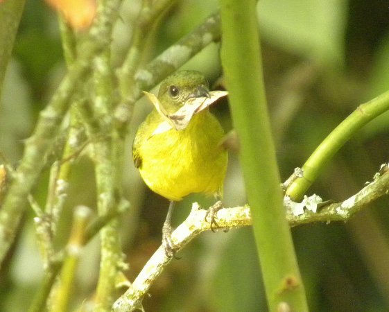 Photo (3): Thick-billed Euphonia