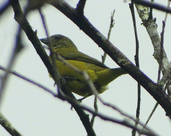 Photo (6): Thick-billed Euphonia