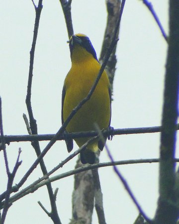 Photo (7): Thick-billed Euphonia