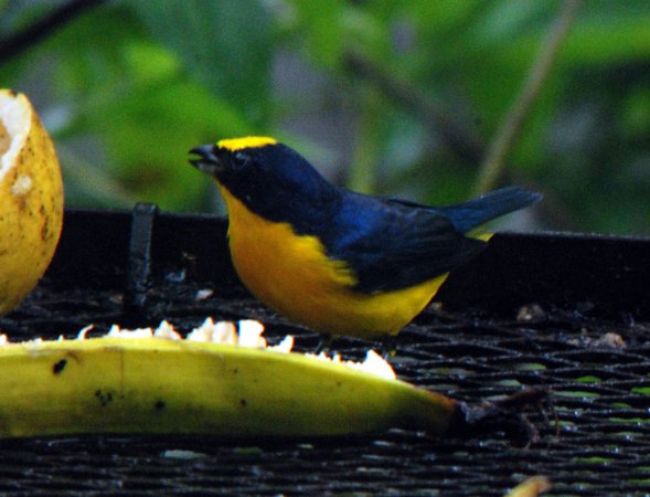 Photo (13): Thick-billed Euphonia
