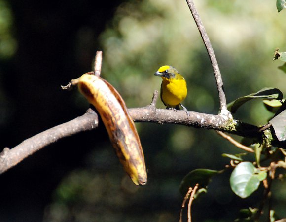 Photo (11): Thick-billed Euphonia