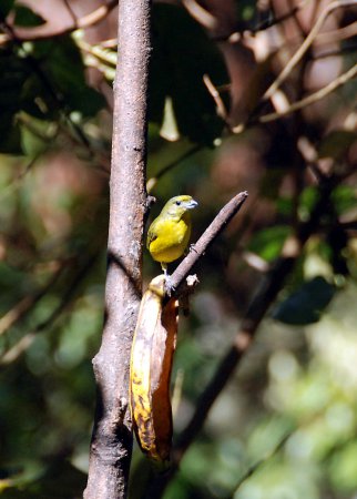 Photo (5): Thick-billed Euphonia