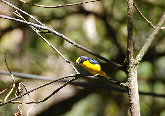 Photo (12): Thick-billed Euphonia