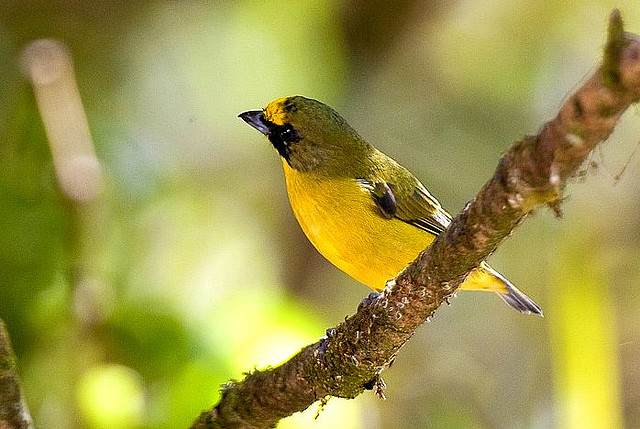Photo (17): Thick-billed Euphonia