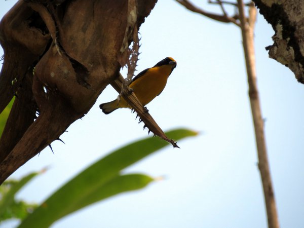 Photo (15): Thick-billed Euphonia