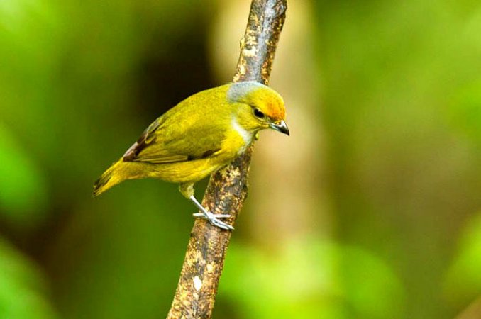 Photo (1): Bronze-green Euphonia