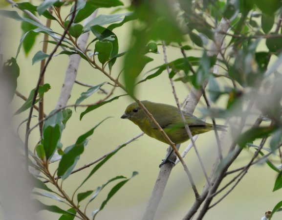 Photo (19): Violaceous Euphonia