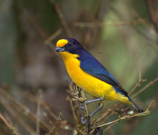 Photo (1): Violaceous Euphonia