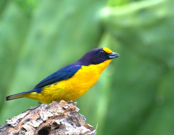 Photo (11): Violaceous Euphonia
