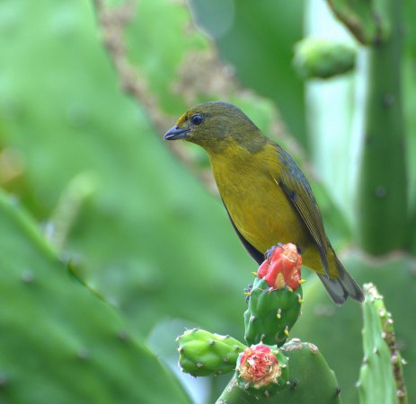 Photo (5): Violaceous Euphonia
