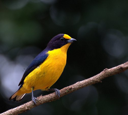 Photo (14): Violaceous Euphonia