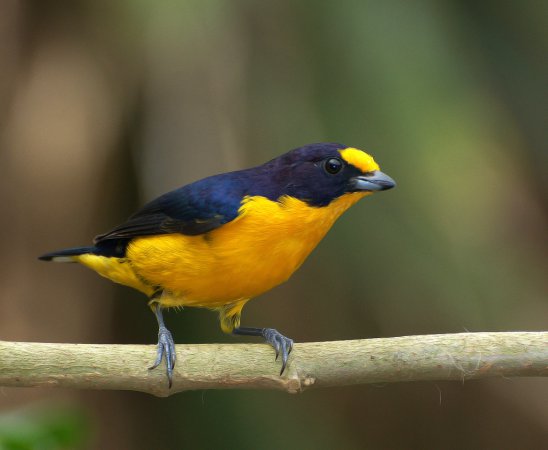 Photo (4): Violaceous Euphonia