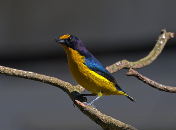 Photo (7): Violaceous Euphonia
