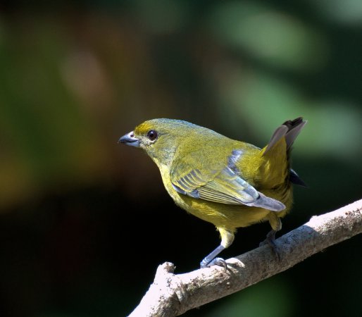 Photo (2): Violaceous Euphonia