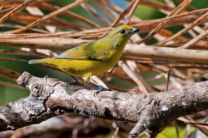 Photo (17): Violaceous Euphonia