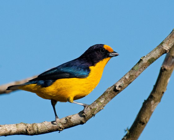 Photo (8): Violaceous Euphonia