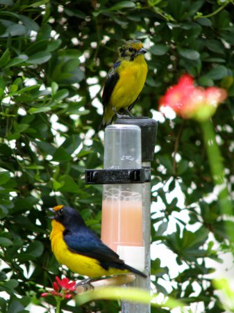 Photo (12): Violaceous Euphonia