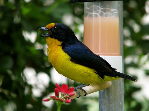 Photo (16): Violaceous Euphonia