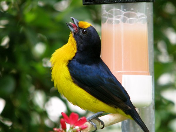 Photo (15): Violaceous Euphonia