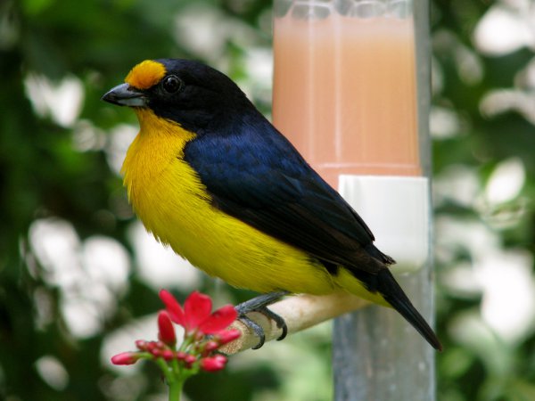 Photo (3): Violaceous Euphonia
