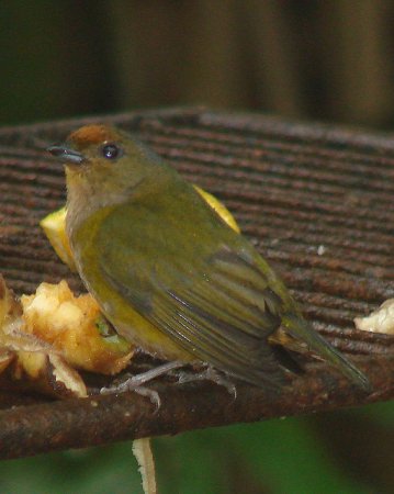 Photo (11): Orange-bellied Euphonia